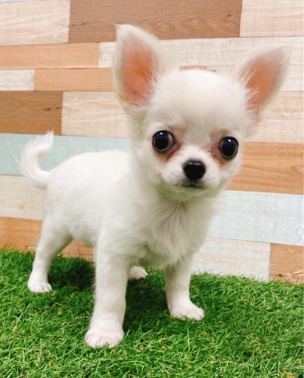 animal_image