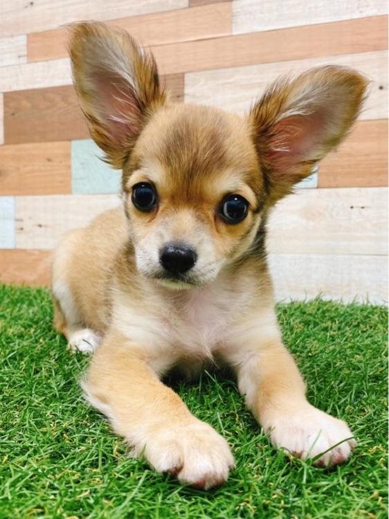 animal_image