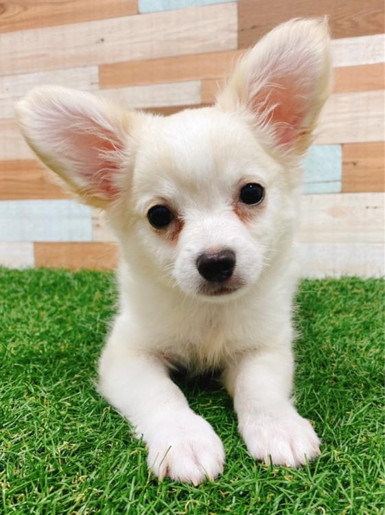 animal_image