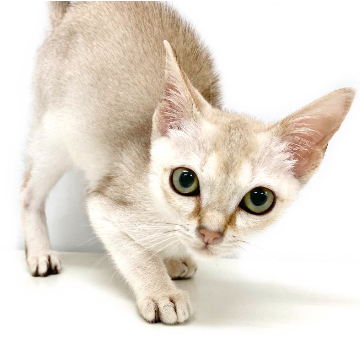 animal_image