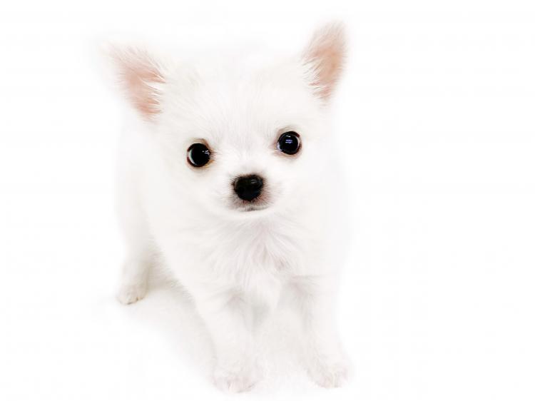 animal_image