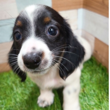 animal_image