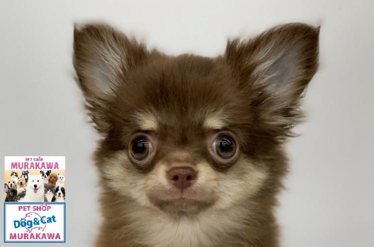 animal_image