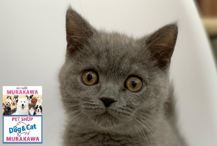 animal_image