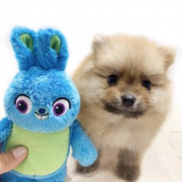 animal_image