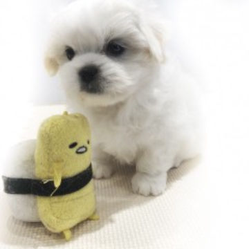 animal_image