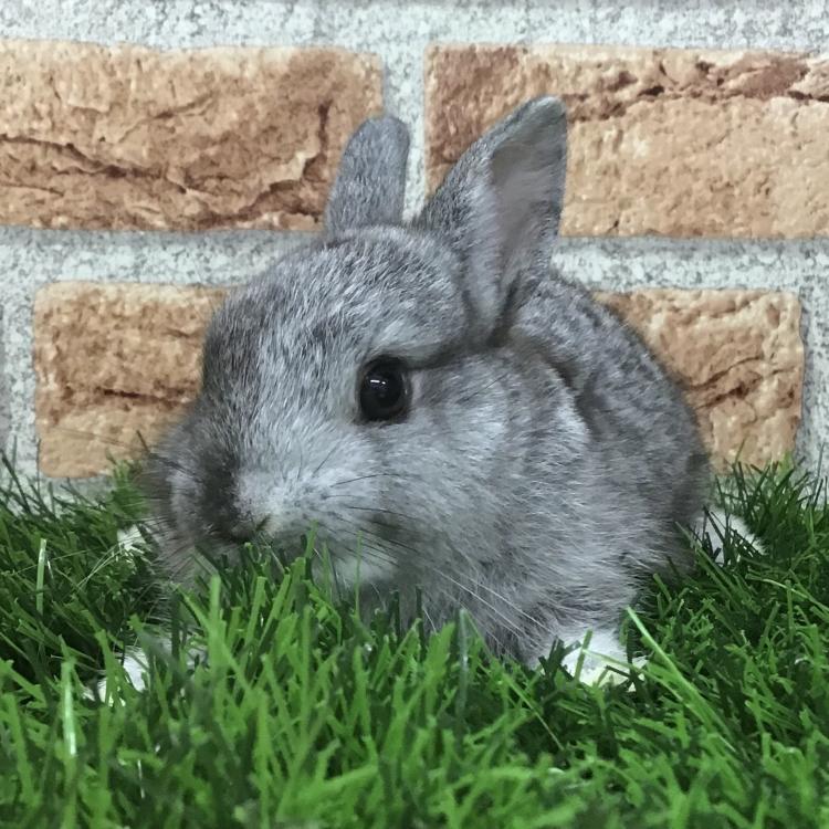 animal_image