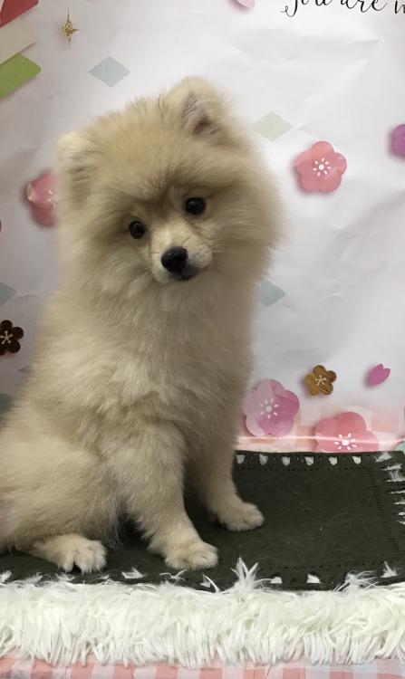 animal_image