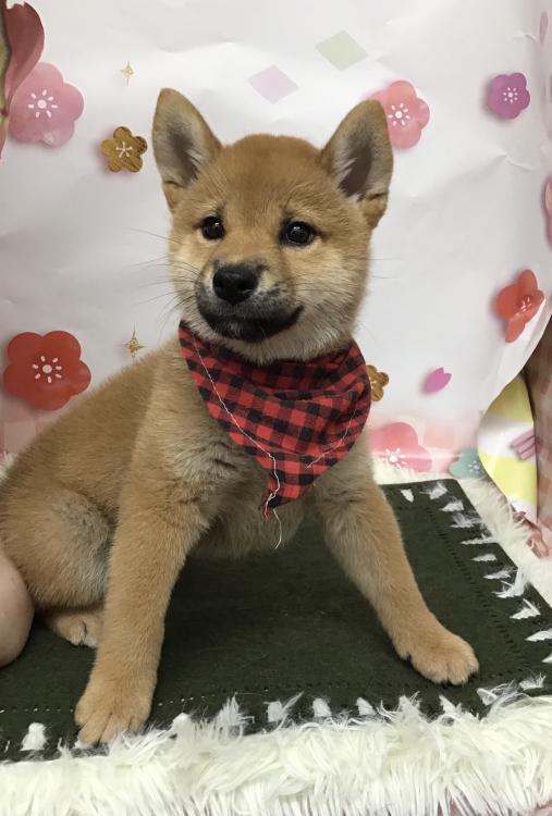 animal_image