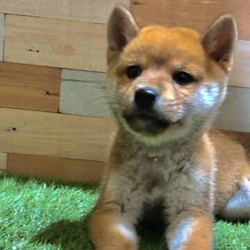 animal_image