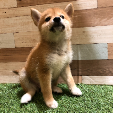 animal_image