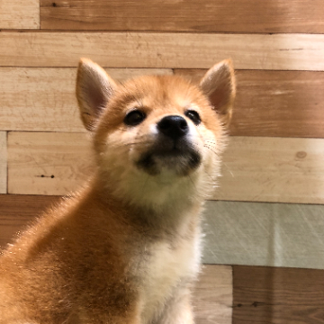 animal_image