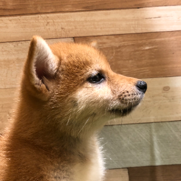animal_image