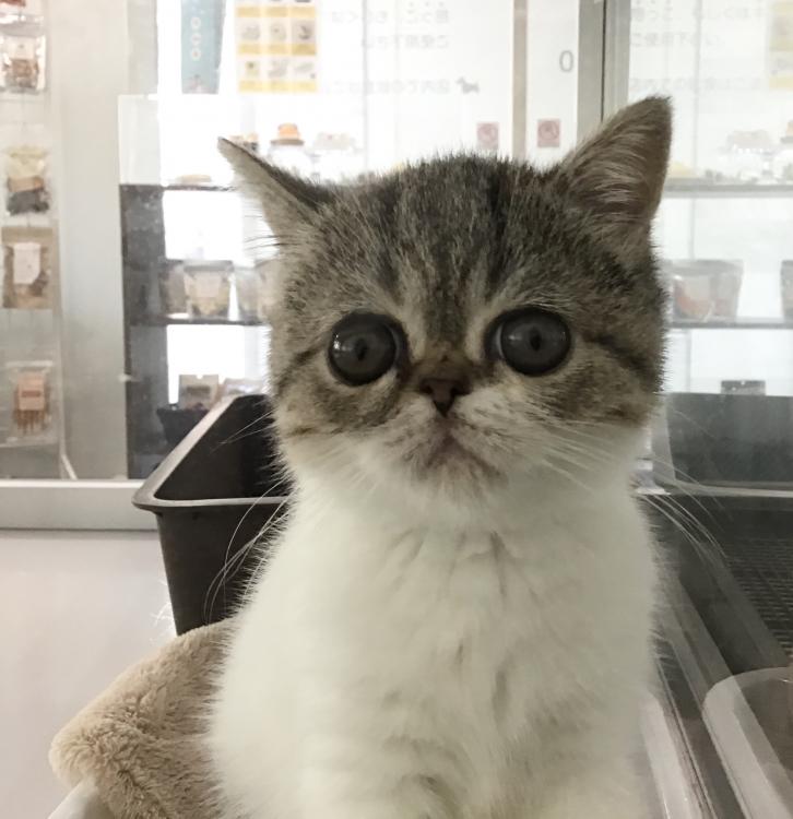animal_image
