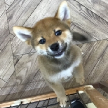 animal_image