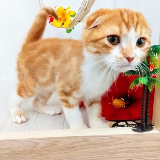 animal_image