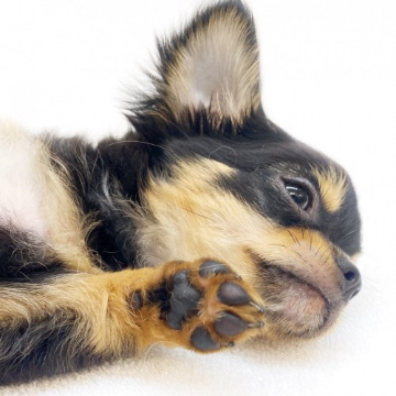 animal_image