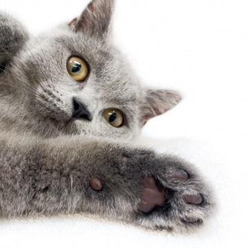 animal_image