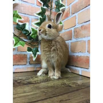 animal_image