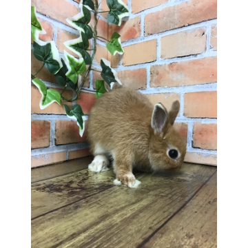 animal_image