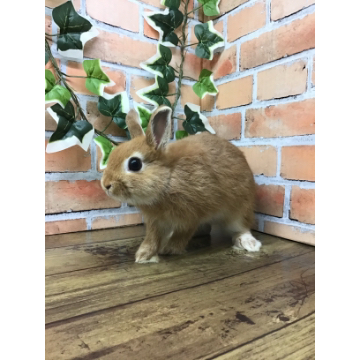 animal_image