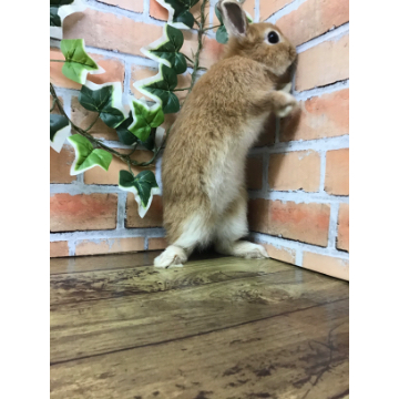 animal_image