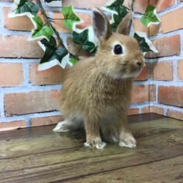 animal_image