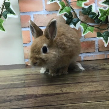 animal_image