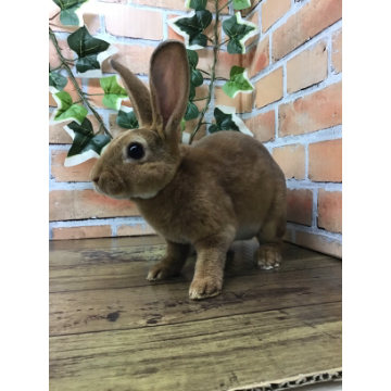 animal_image