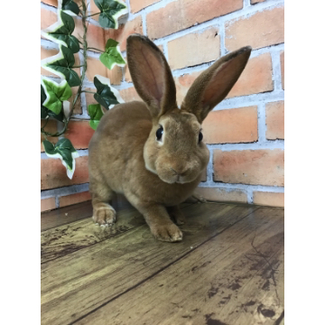 animal_image