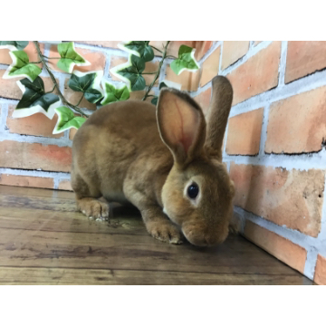 animal_image