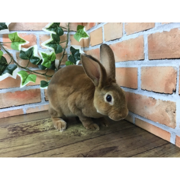 animal_image