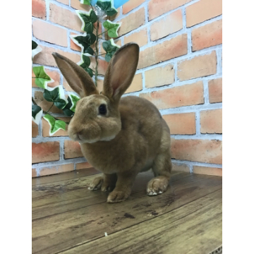 animal_image