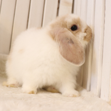 animal_image