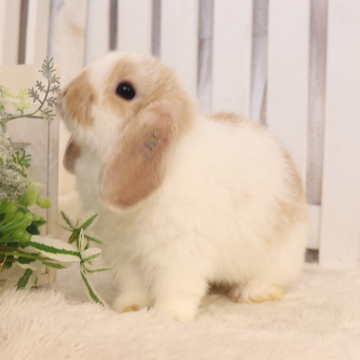 animal_image