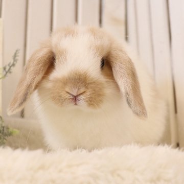 animal_image