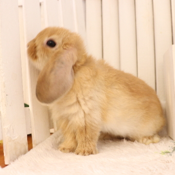 animal_image