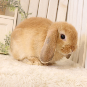 animal_image
