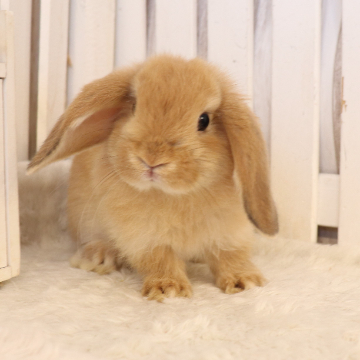 animal_image