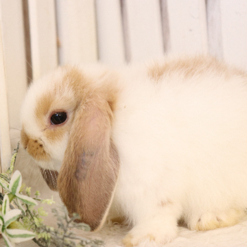 animal_image