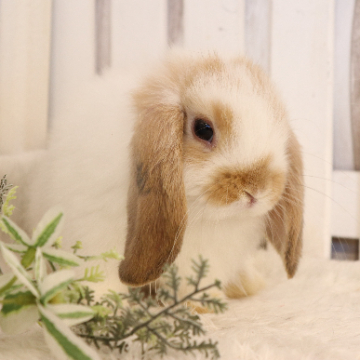 animal_image