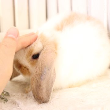 animal_image