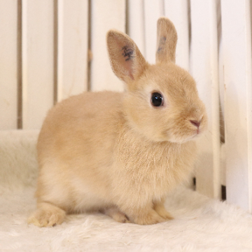 animal_image