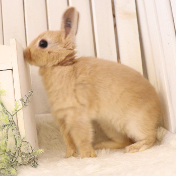 animal_image
