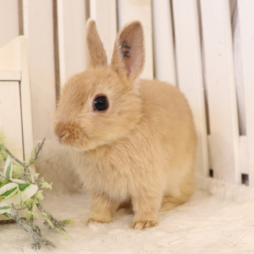 animal_image