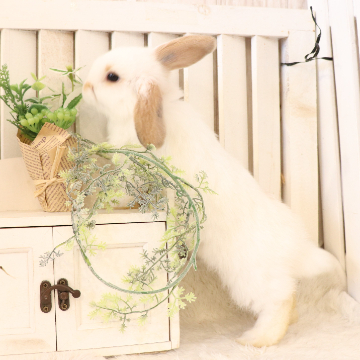 animal_image
