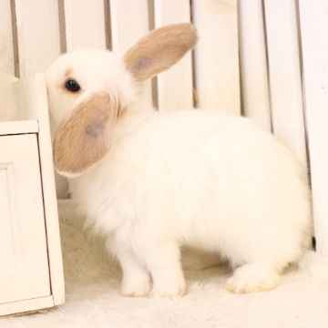 animal_image