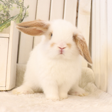 animal_image