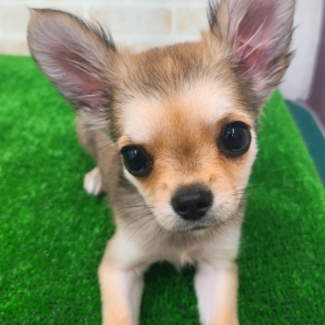 animal_image