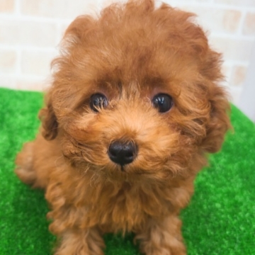 animal_image